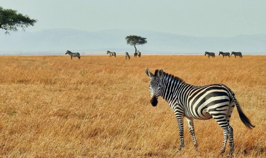 A Guide to Rocky Mountain vacations